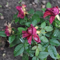 Red flowers