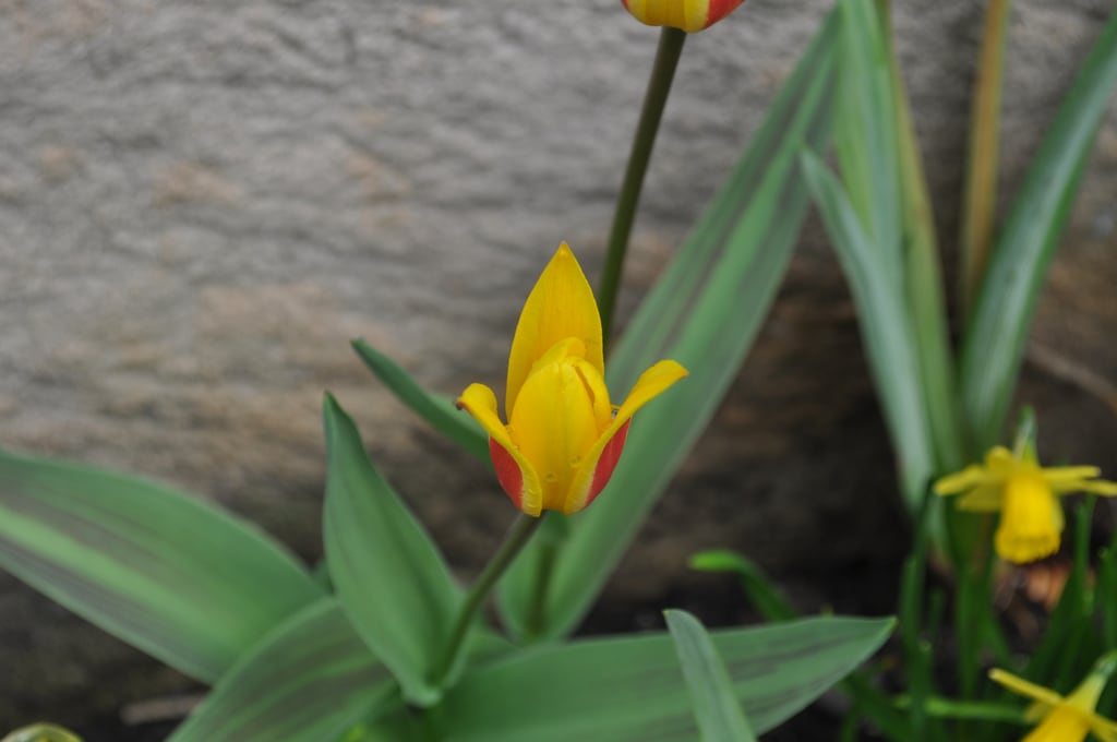 Yellow tulips