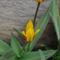 Yellow tulips