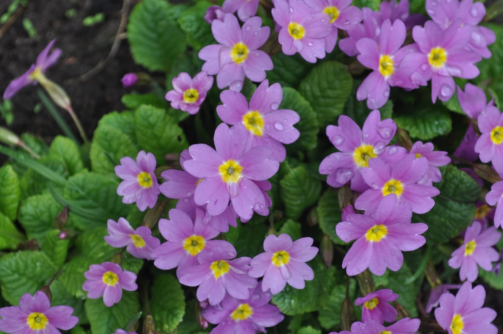 Violett flowers