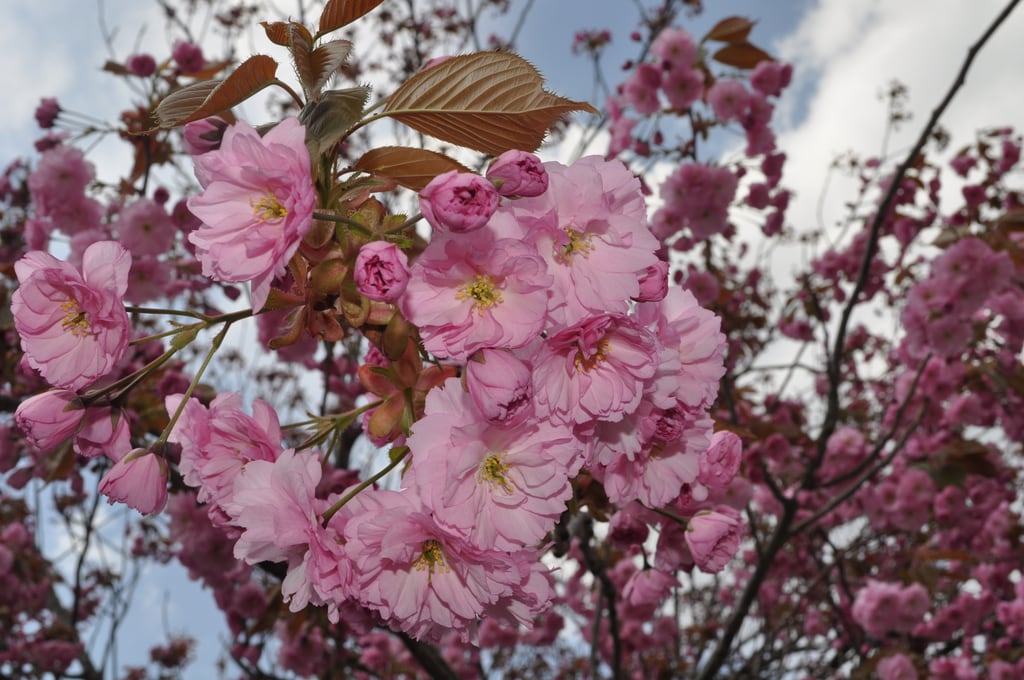 Tree with flowers 3