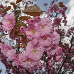 Tree with flowers 3