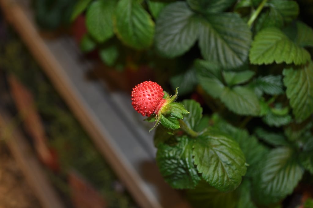 Wood Strawberries