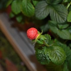 Wood Strawberries