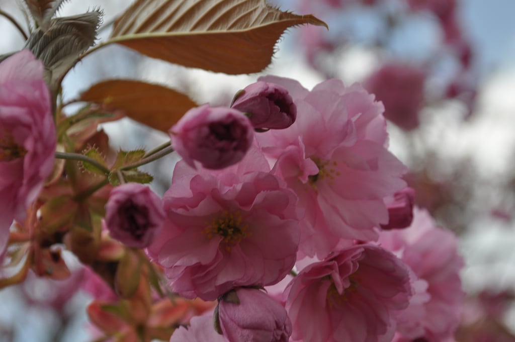 Tree with flowers 1
