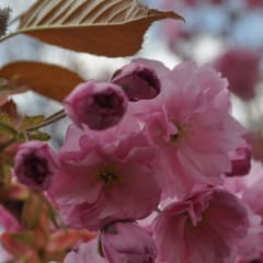 Tree with flowers 1