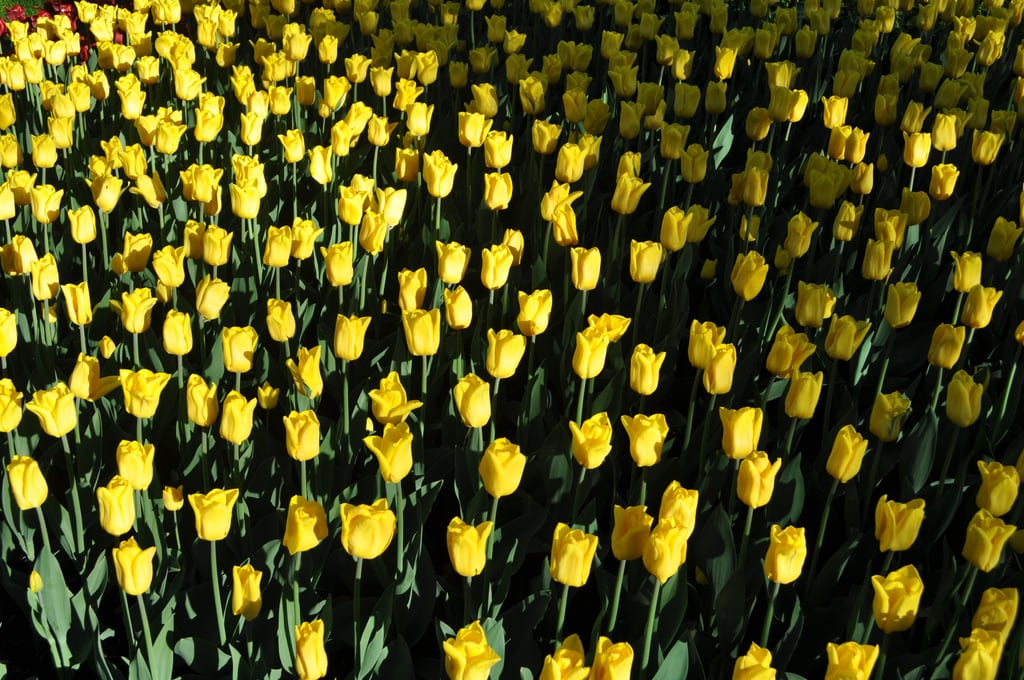 Yellow Tulps