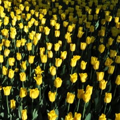 Yellow Tulps