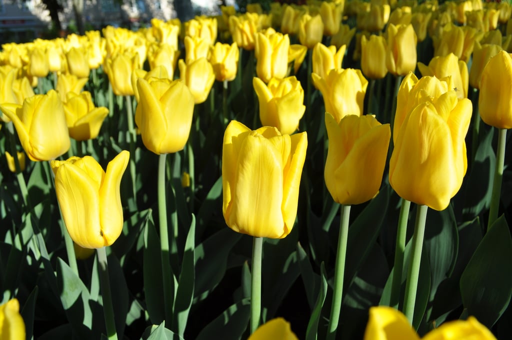 Yellow Tulps