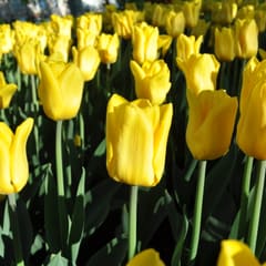 Yellow Tulps