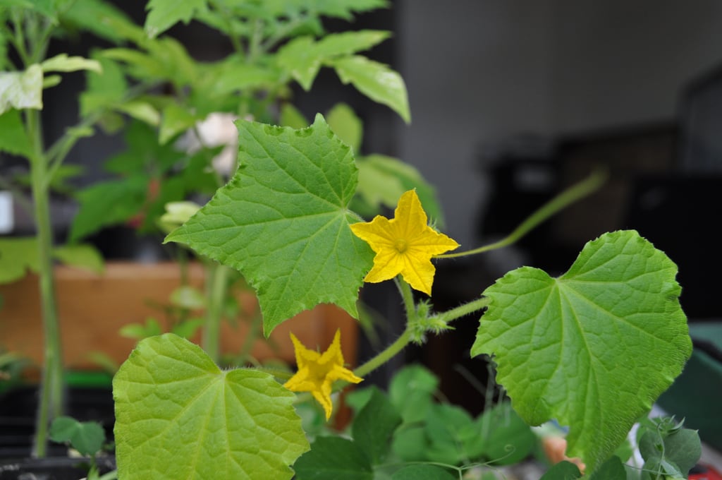 Cucumber flower