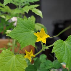 Cucumber flower