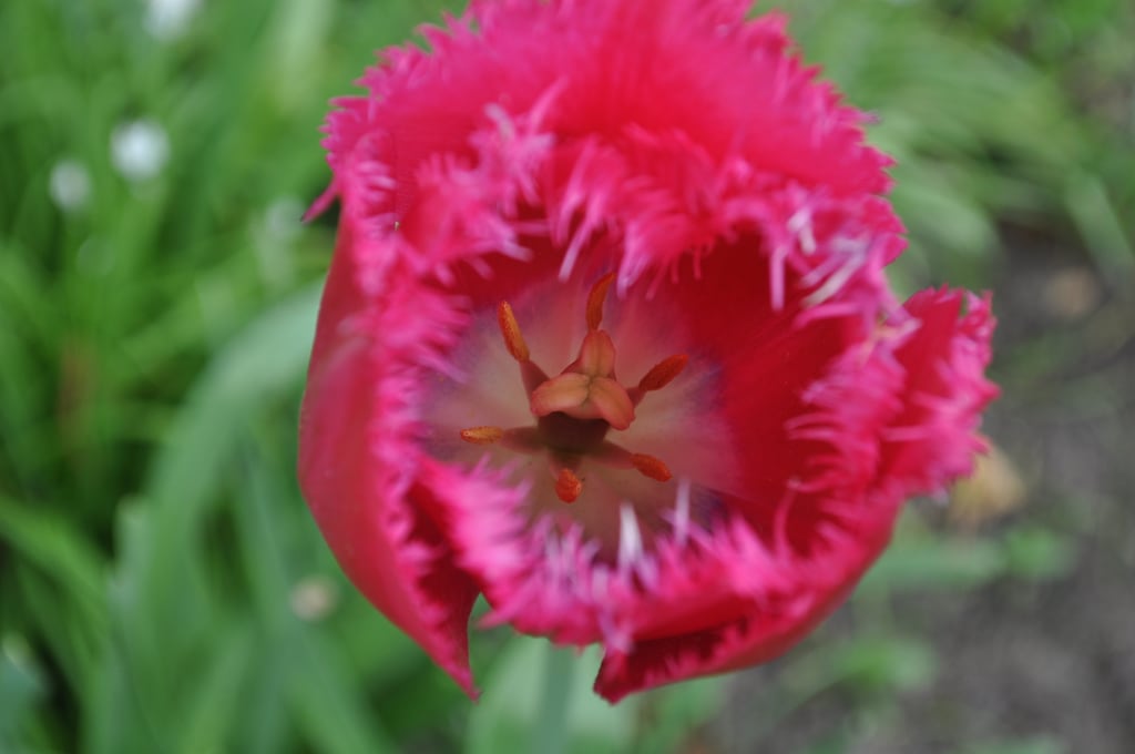 Tulip