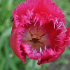 Tulip
