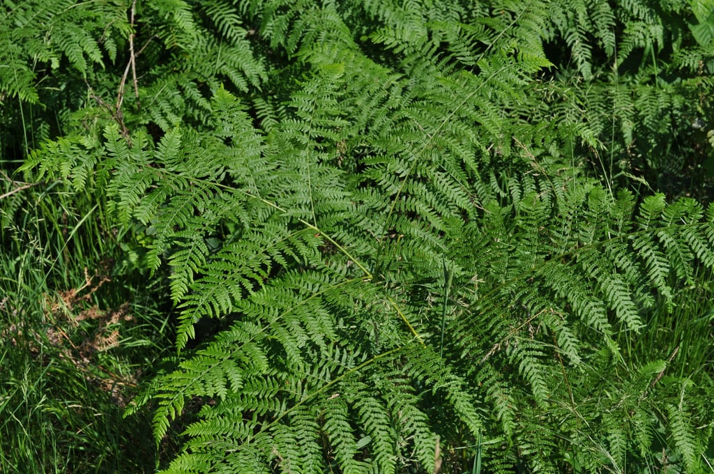 Ferns