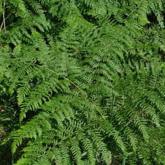 Ferns