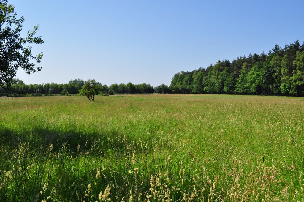 Grass