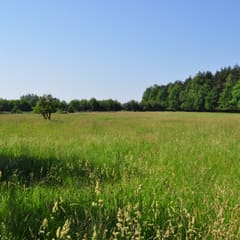 Grass