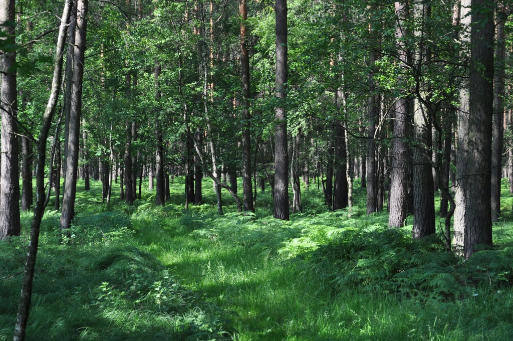 Forrest