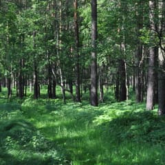 Forrest