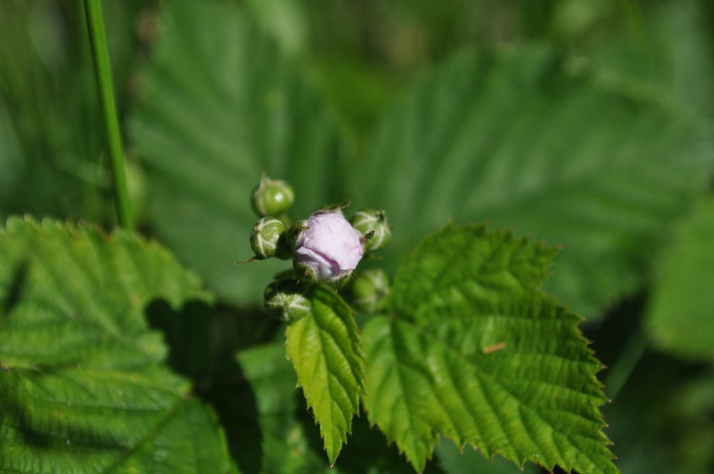 Blackberry flower