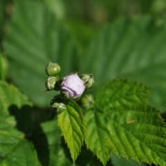 Blackberry flower