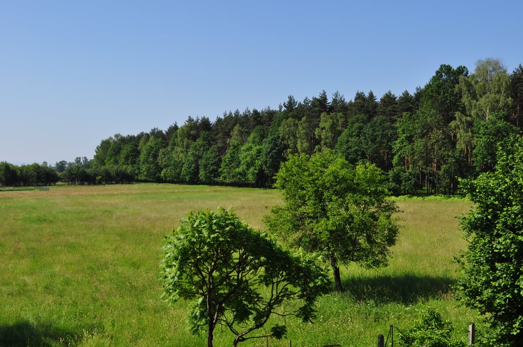 Grass and forrest