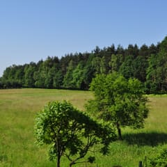Grass and forrest