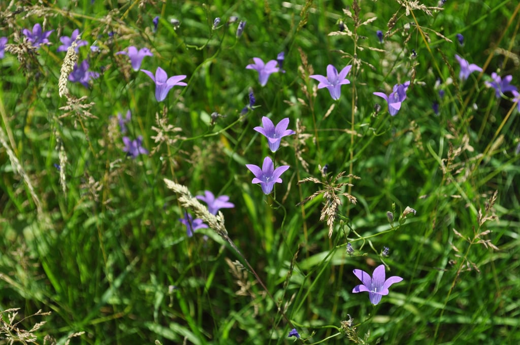 Grass flowers
