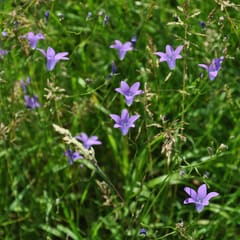 Grass flowers