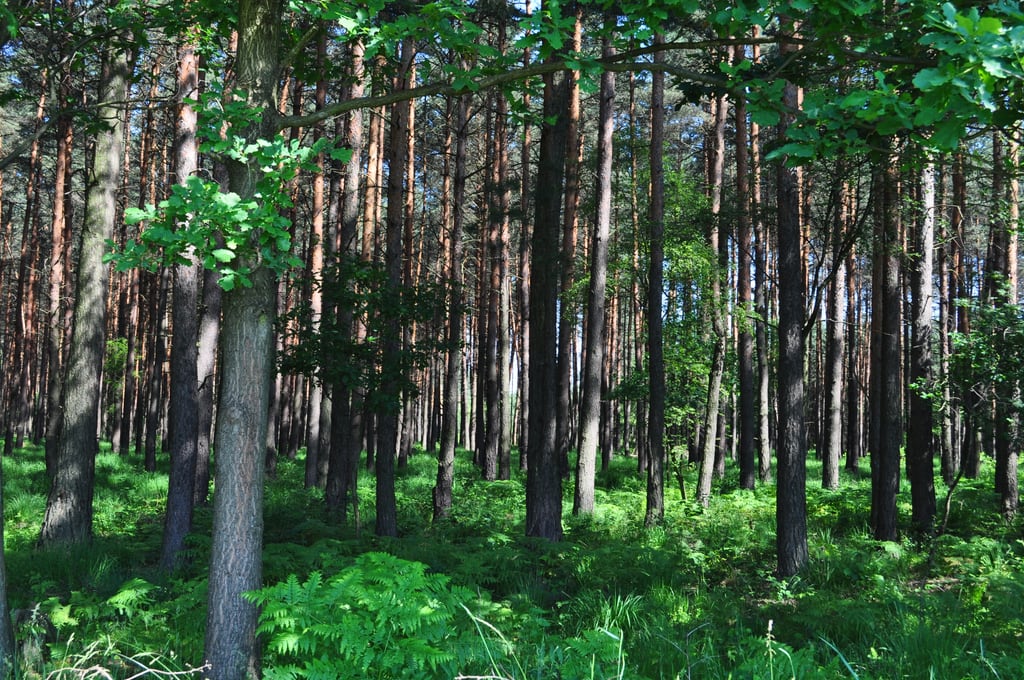 Forrest