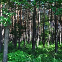 Forrest