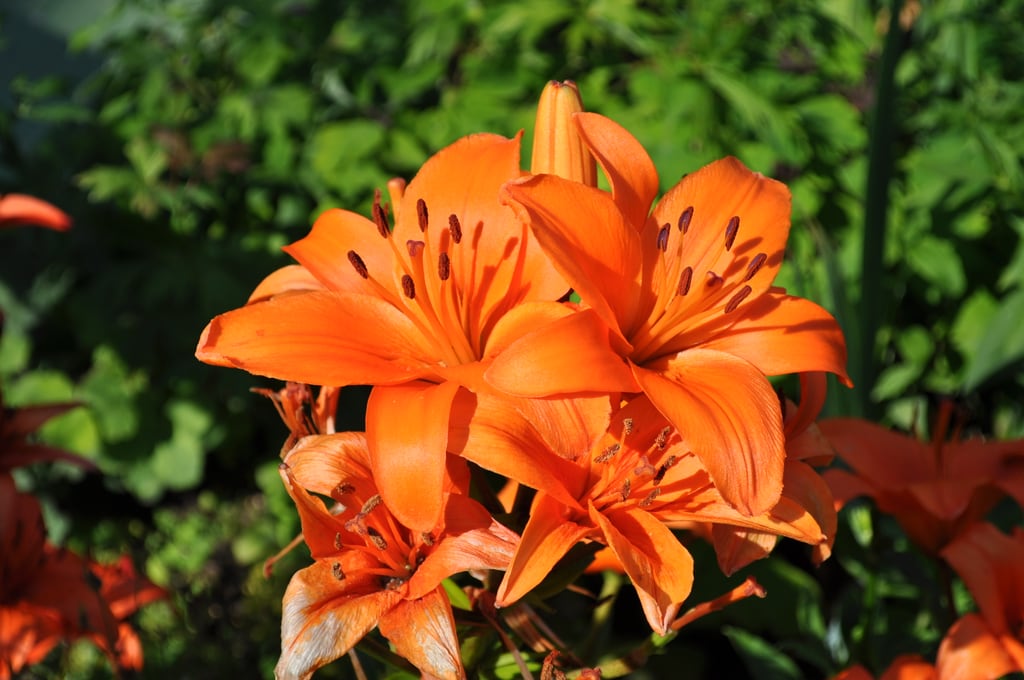 Orange flower