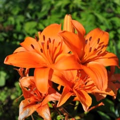 Orange flower