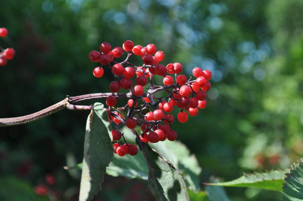 Some berries