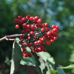 Some berries