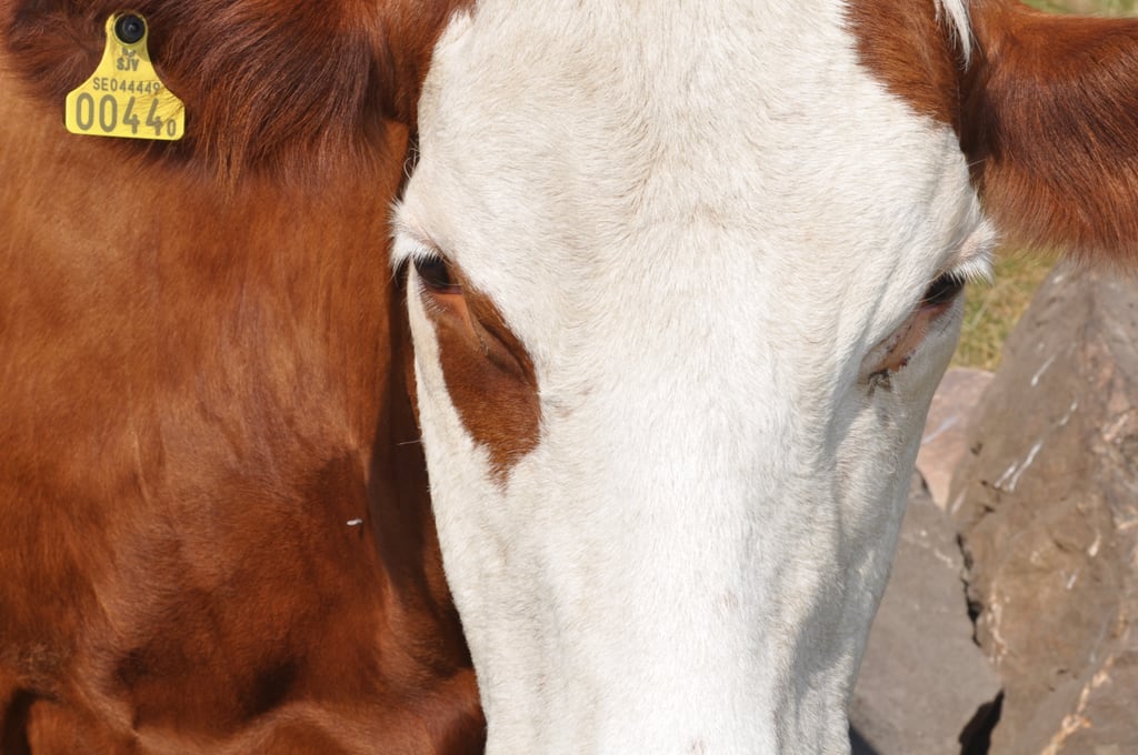 Closeup of a cow