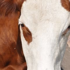 Closeup of a cow