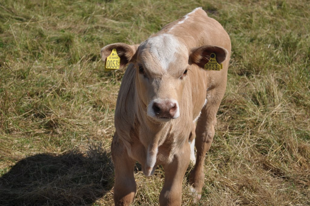 Angry calf