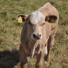 Angry calf