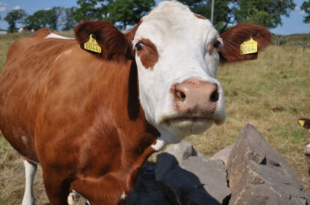 Cow