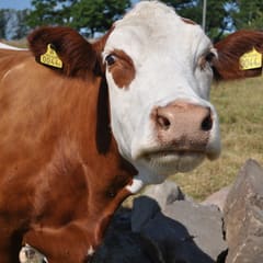 Cow