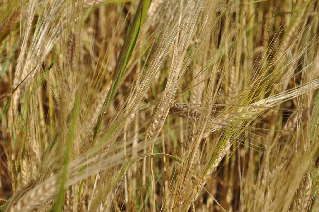 Yellow wheat