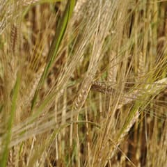 Yellow wheat