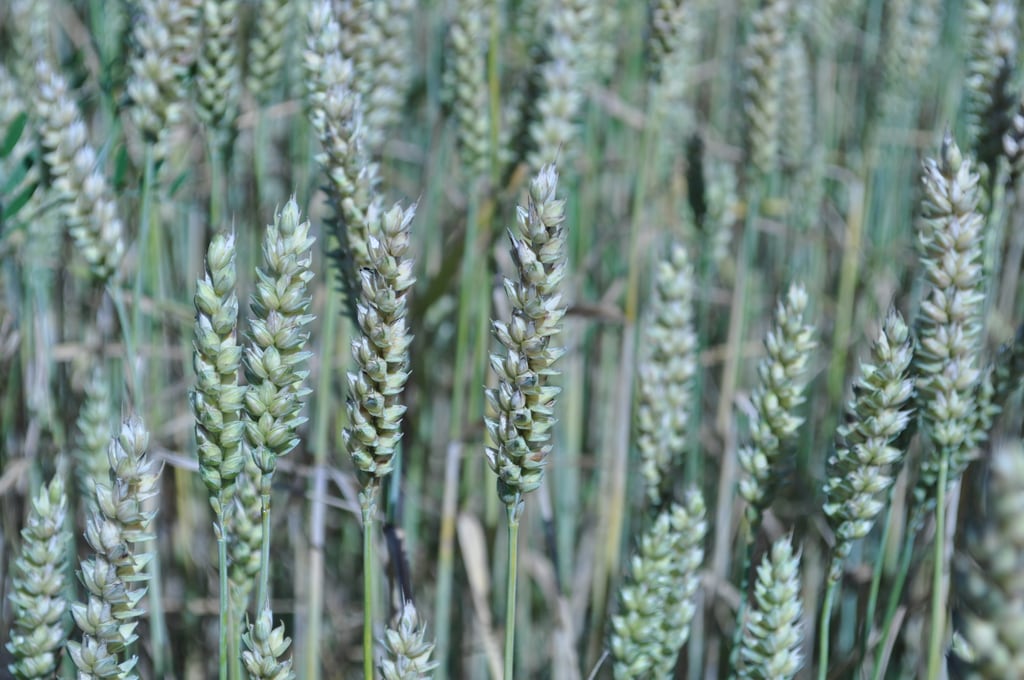 Green wheat