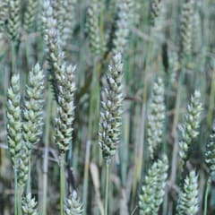 Green wheat