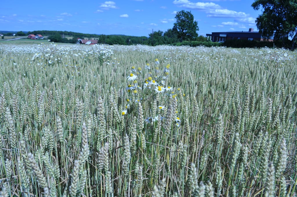 Green wheat field