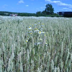 Green wheat field