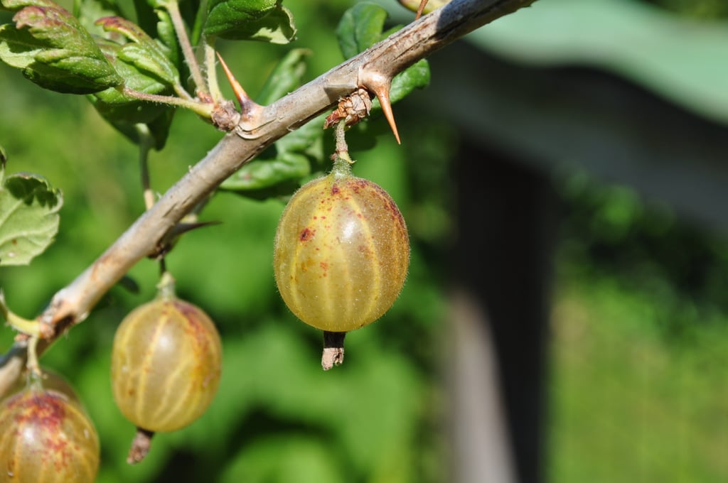 Gooseberry