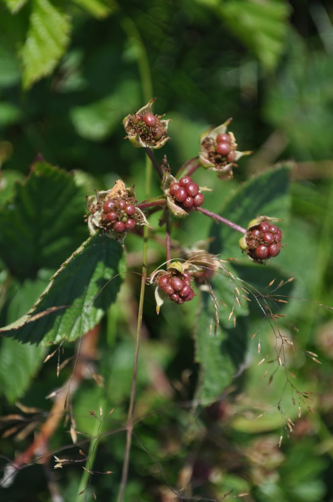 Green blackberries